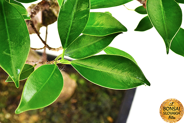 Ficus retusa, 35-40cm