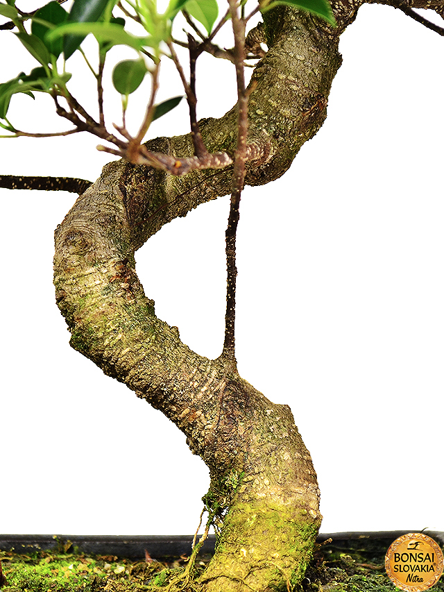Ficus retusa, 35-40cm