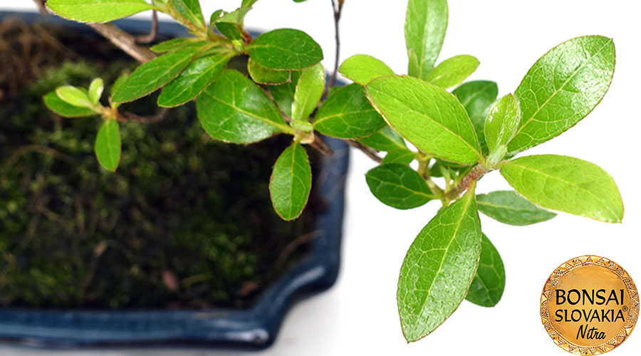 AZALKA - Rhododendron indicum 38 cm